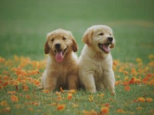 What Happens to My Pet If I Die?